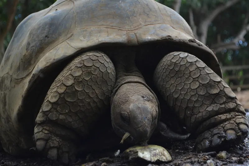Galapagos Islands